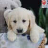 Image of Ember, a Golden Retriever puppy