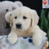 Image of Ember, a Golden Retriever puppy