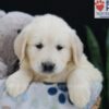 Image of Emma, a Golden Retriever puppy