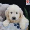 Image of Emma, a Golden Retriever puppy