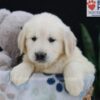 Image of Emma, a Golden Retriever puppy