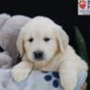 Image of Emma, a Golden Retriever puppy