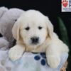 Image of Emma, a Golden Retriever puppy