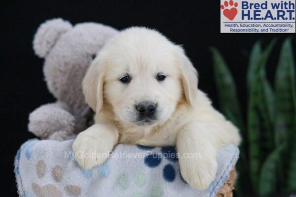 Image of Emma, a Golden Retriever puppy