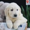 Image of Emmitt, a Golden Retriever puppy