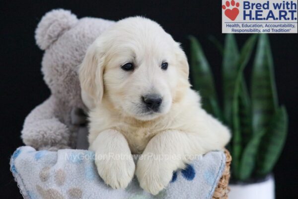 Image of Emmitt, a Golden Retriever puppy