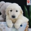 Image of Emmitt, a Golden Retriever puppy