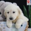 Image of Emmitt, a Golden Retriever puppy