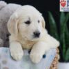 Image of Emmitt, a Golden Retriever puppy