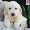 Image of Emmitt, a Golden Retriever puppy