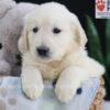 Image of Emmitt, a Golden Retriever puppy