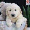 Image of Emmitt, a Golden Retriever puppy