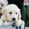 Image of Felicity, a Golden Retriever puppy