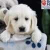 Image of Felicity, a Golden Retriever puppy