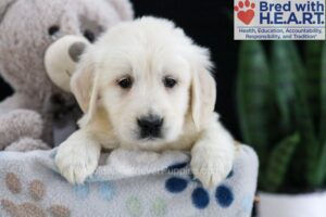 Image of Felicity, a Golden Retriever puppy