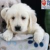 Image of Felicity, a Golden Retriever puppy