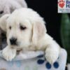 Image of Felicity, a Golden Retriever puppy