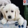 Image of Felicity, a Golden Retriever puppy