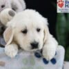 Image of Felicity, a Golden Retriever puppy