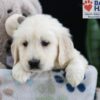 Image of Felicity, a Golden Retriever puppy