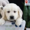 Image of Felicity, a Golden Retriever puppy