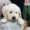 Image of Ferdinand, a Golden Retriever puppy