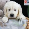 Image of Ferdinand, a Golden Retriever puppy