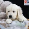 Image of Ferdinand, a Golden Retriever puppy