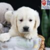 Image of Ferdinand, a Golden Retriever puppy