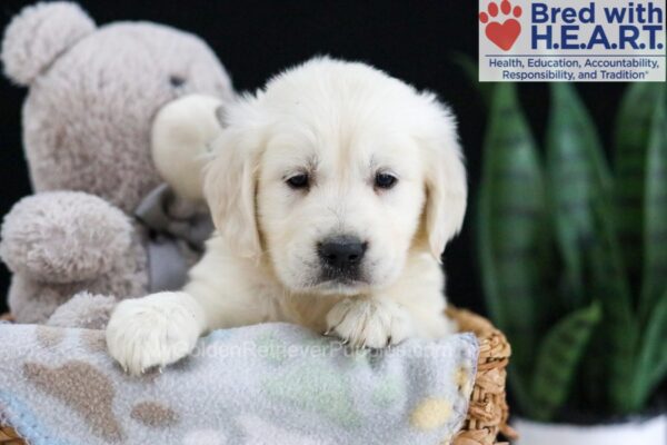 Image of Ferdinand, a Golden Retriever puppy