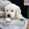 Image of Ferdinand, a Golden Retriever puppy