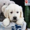 Image of Ferdinand, a Golden Retriever puppy