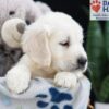 Image of Ferdinand, a Golden Retriever puppy