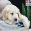 Image of Fern, a Golden Retriever puppy