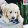 Image of Fern, a Golden Retriever puppy