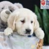 Image of Fern, a Golden Retriever puppy