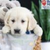 Image of Fern, a Golden Retriever puppy