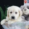 Image of Fern, a Golden Retriever puppy