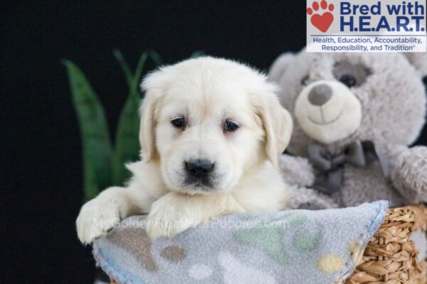 Image of Fern, a Golden Retriever puppy