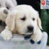 Image of Ferrari, a Golden Retriever puppy