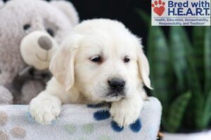 Image of Ferrari, a Golden Retriever puppy