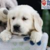 Image of Ferrari, a Golden Retriever puppy