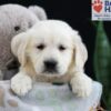 Image of Ferrari, a Golden Retriever puppy