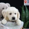 Image of Ferrari, a Golden Retriever puppy