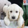 Image of Fran, a Golden Retriever puppy