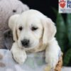 Image of Fran, a Golden Retriever puppy