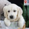 Image of Fran, a Golden Retriever puppy