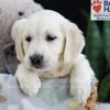 Image of Fran, a Golden Retriever puppy