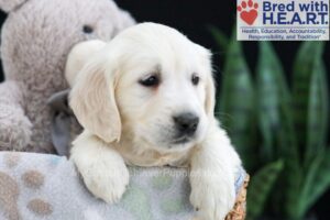 Image of Fran, a Golden Retriever puppy