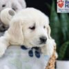 Image of Frankie, a Golden Retriever puppy